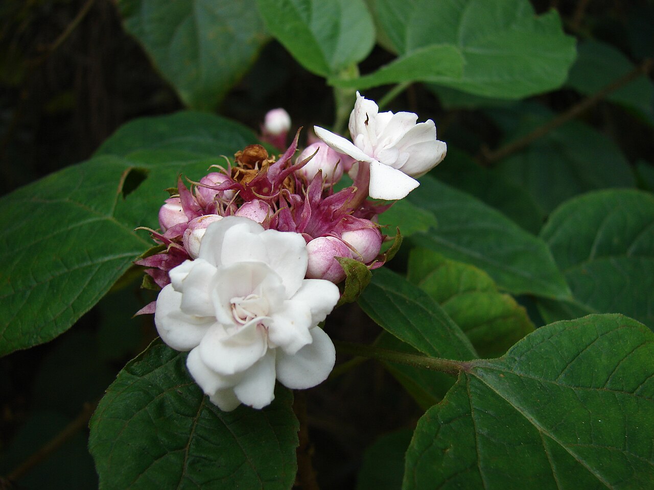 Stickbush: Clerodendrum chinense (flowers and leaves). Location: Maui, Haiku