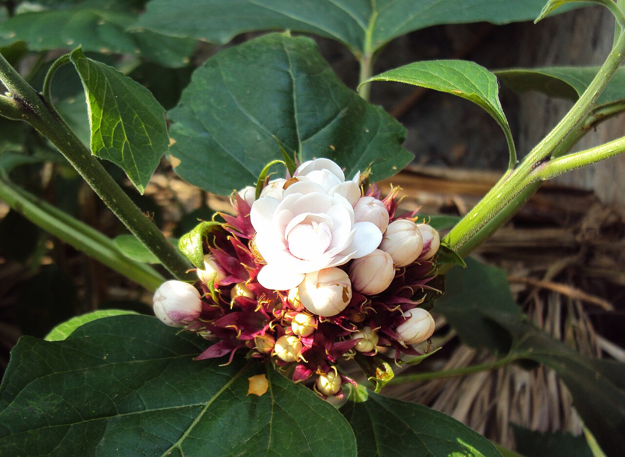 Stickbush: Clerodendrum chinense