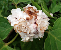 Stickbush (Clerodendrum chinense)
