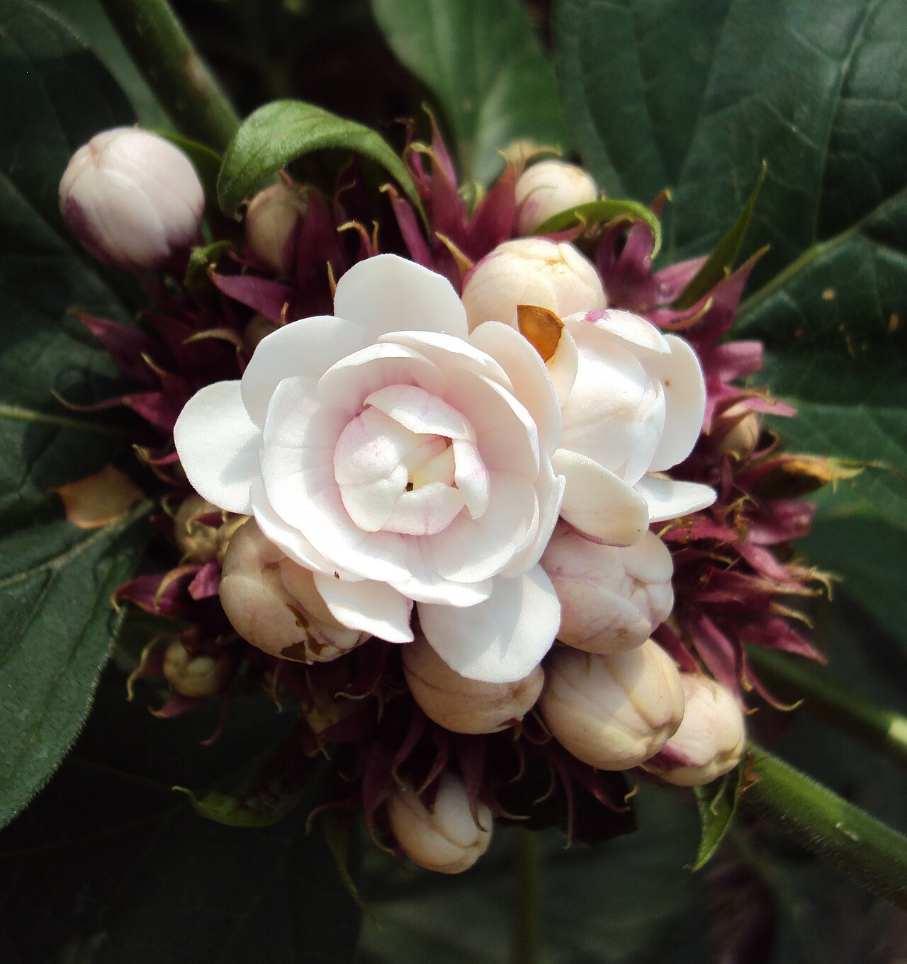 Stickbush: Clerodendrum chinense