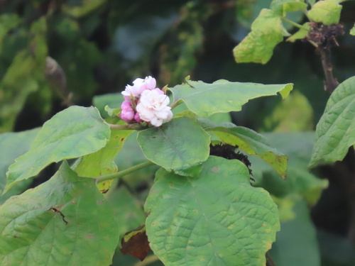 Stickbush (Clerodendrum chinense)