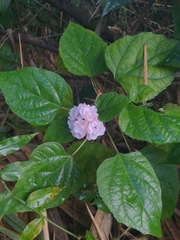 Stickbush (Clerodendrum chinense)