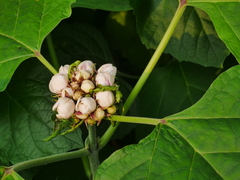 Stickbush (Clerodendrum chinense)