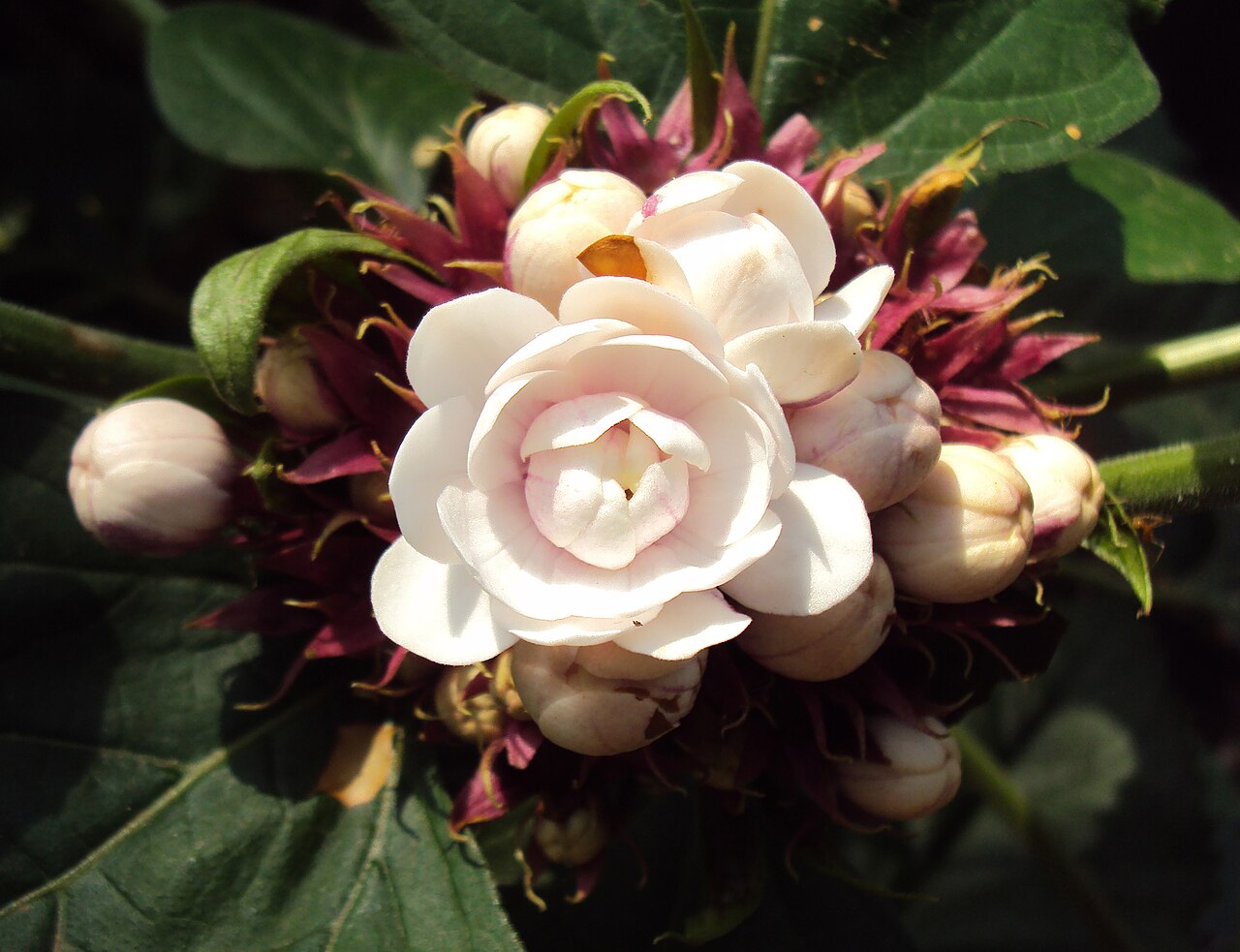 Stickbush: Clerodendrum chinense