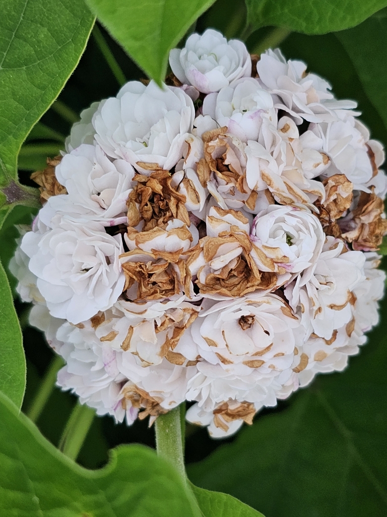 Stickbush (Clerodendrum chinense)