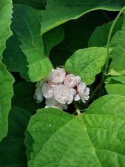 Stickbush (Clerodendrum chinense)