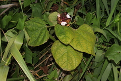 Stickbush (Clerodendrum chinense)