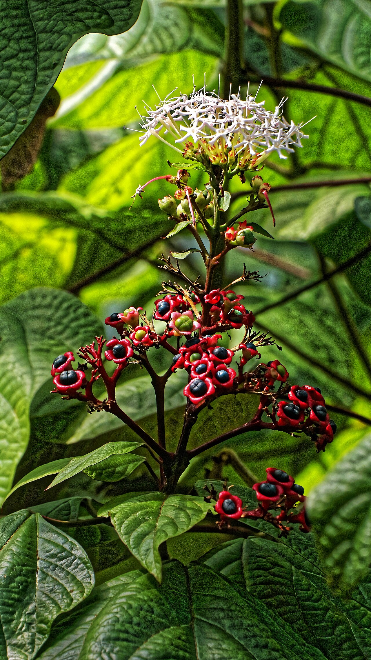 Clerodendrum colebrookianum: Clerodendrum colebrookianum im Botanischen Garten Zürich, Frucht und Blüte