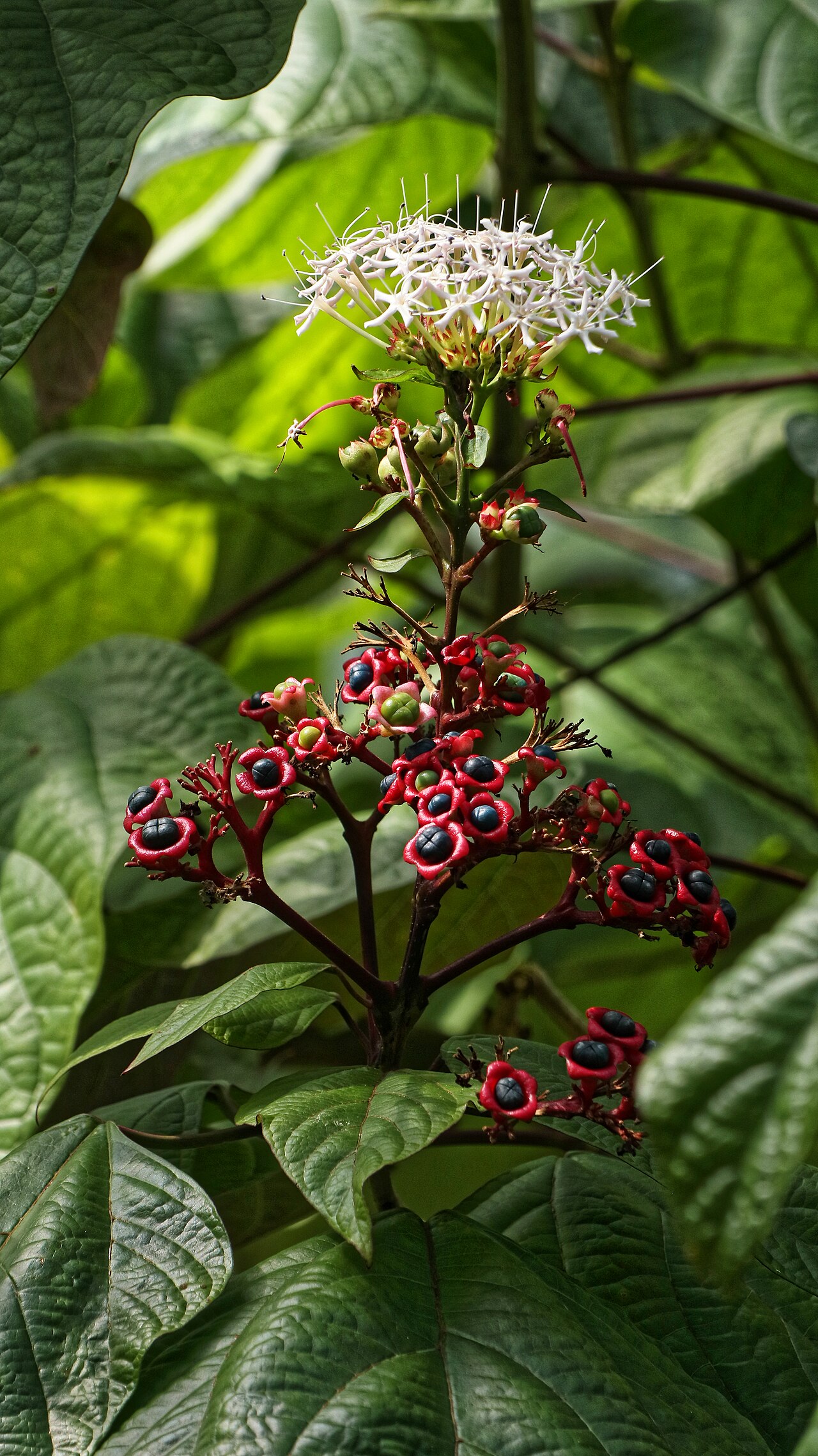 Clerodendrum colebrookianum: Clerodendrum colebrookianum im Botanischen Garten Zürich, Frucht und Blüte