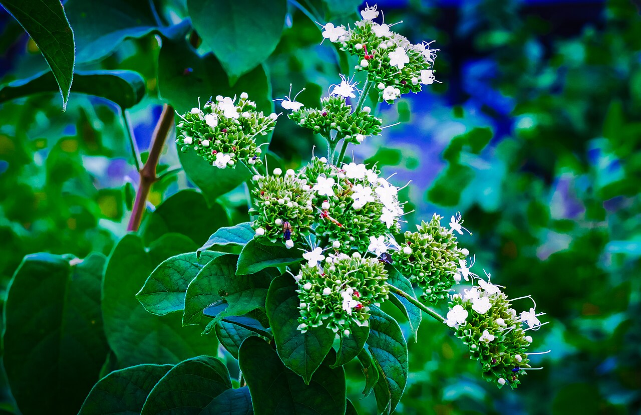 Clerodendrum colebrookianum: Clerodendrum colebrookianum, is a medicinal food plant commonly used in the North East India. The herb is used as vegetable and also as medicine to control or c