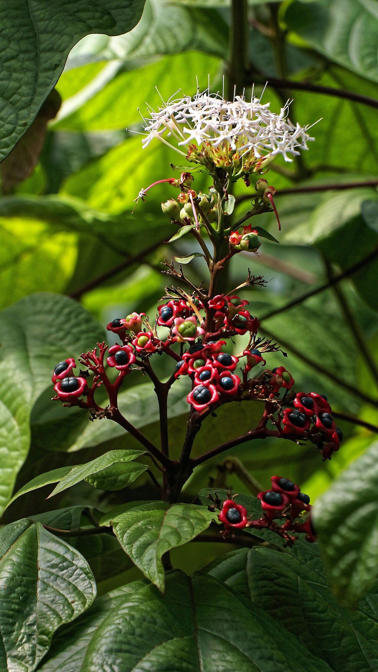 Clerodendrum colebrookianum: Clerodendrum colebrookianum