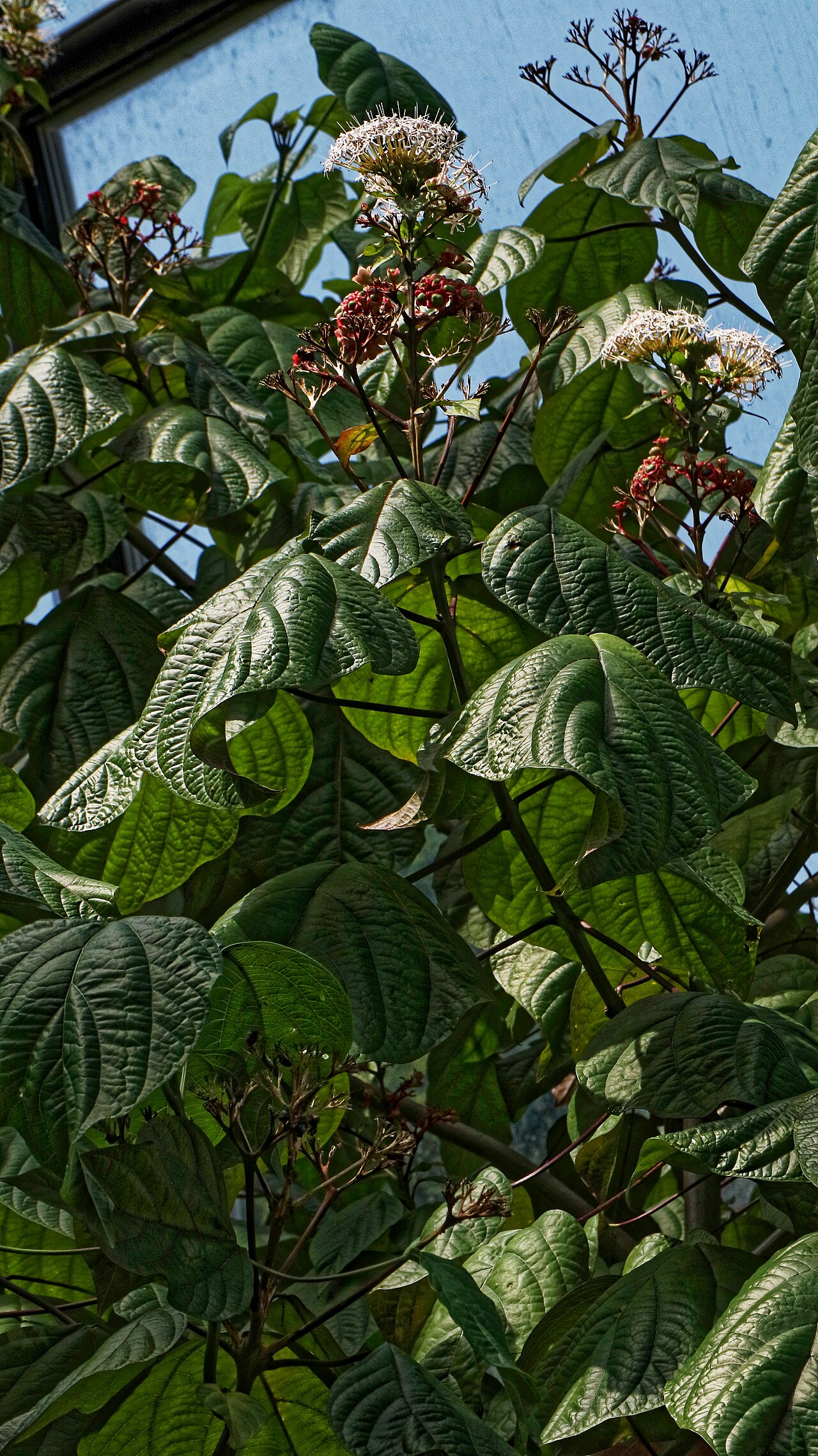 Clerodendrum colebrookianum: Clerodendrum colebrookianum im Botanischen Garten Zürich, Frucht und Blüte