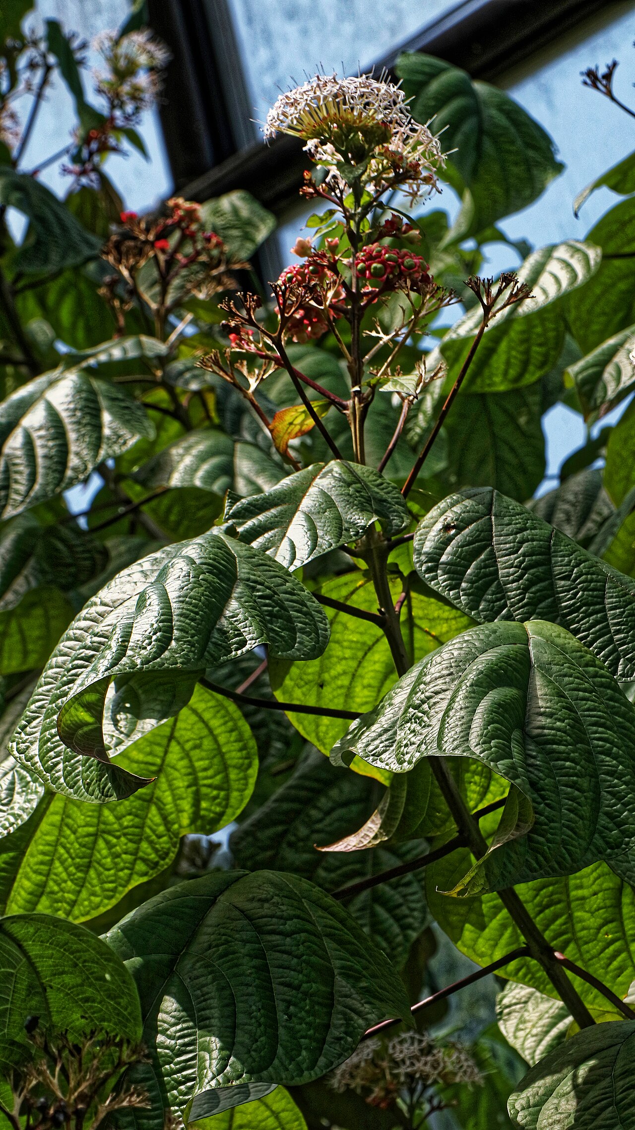 Clerodendrum colebrookianum: Clerodendrum colebrookianum im Botanischen Garten Zürich, Frucht und Blüte