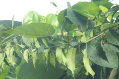 Clerodendrum disparifolium (Clerodendrum disparifolium)