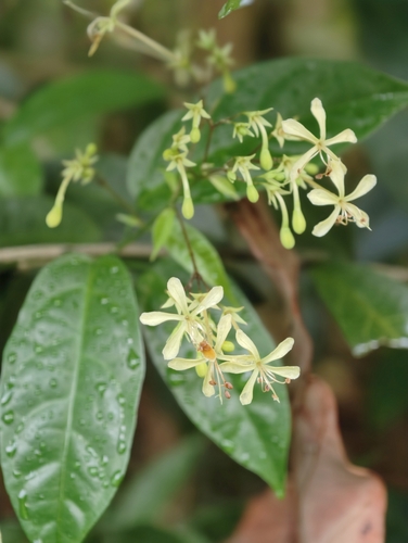 Clerodendrum disparifolium (Clerodendrum disparifolium)