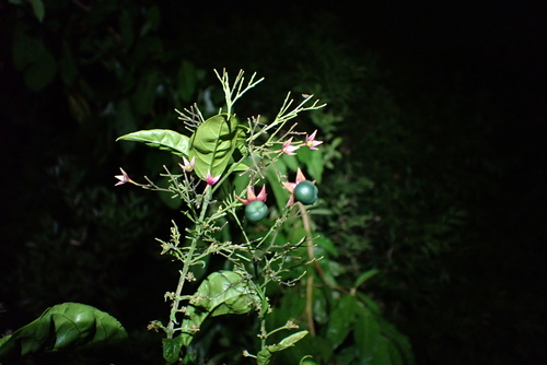 Clerodendrum disparifolium (Clerodendrum disparifolium)
