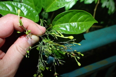 Clerodendrum disparifolium (Clerodendrum disparifolium)