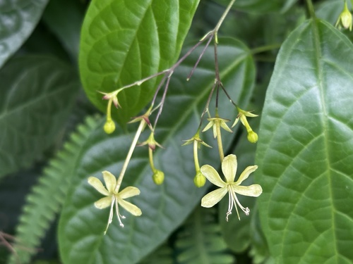 Clerodendrum disparifolium (Clerodendrum disparifolium)