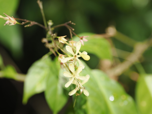 Clerodendrum disparifolium (Clerodendrum disparifolium)