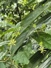 Clerodendrum disparifolium (Clerodendrum disparifolium)