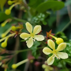 Clerodendrum disparifolium (Clerodendrum disparifolium)