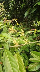 Clerodendrum disparifolium (Clerodendrum disparifolium)