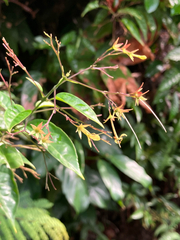 Clerodendrum disparifolium (Clerodendrum disparifolium)