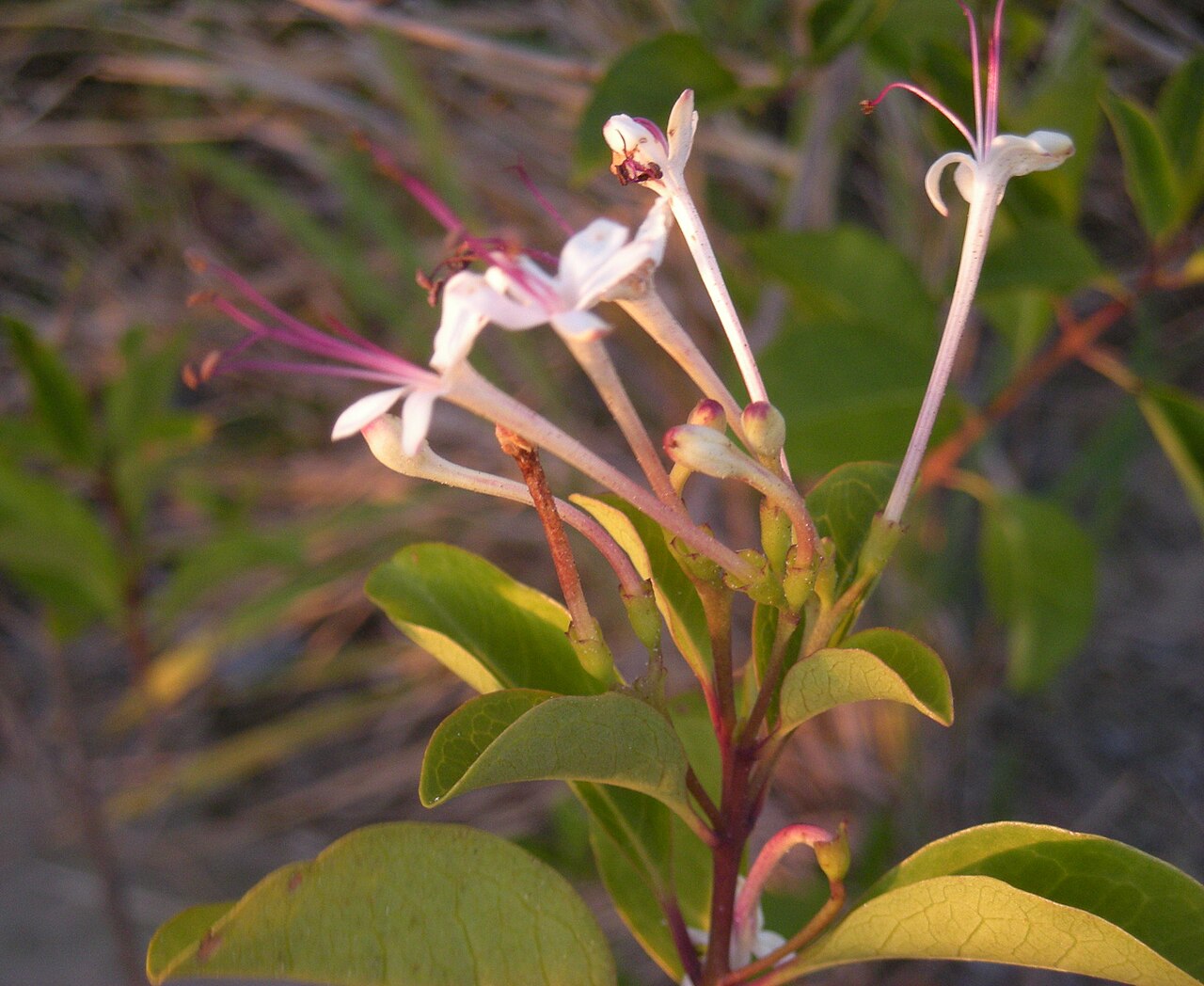 Smooth clerodendrum: Looks like Volkameria inermis .