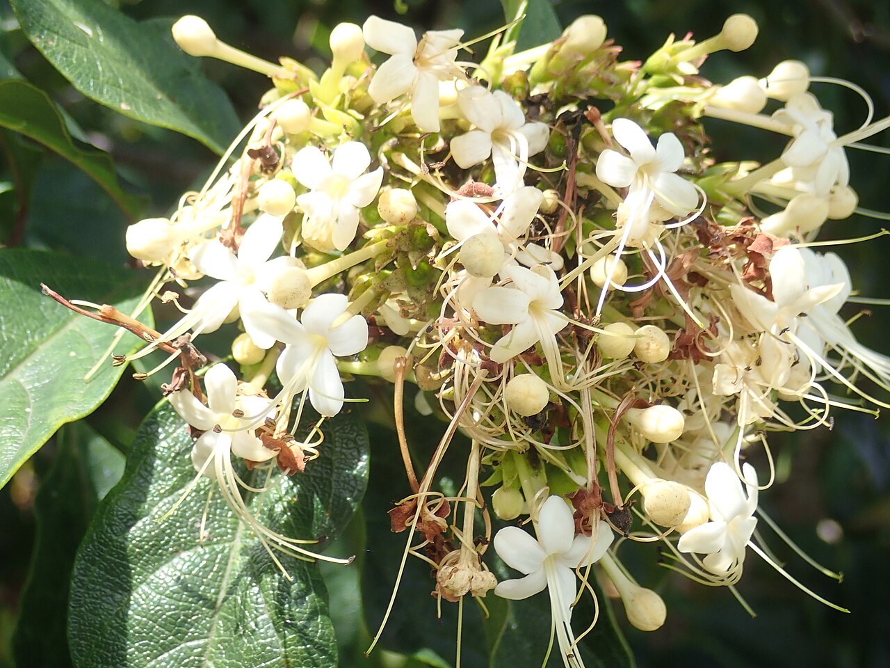 Smooth clerodendrum: Clerodendrum floribundum, Royal Botanic Gardens Sydney, 3 November, 2020