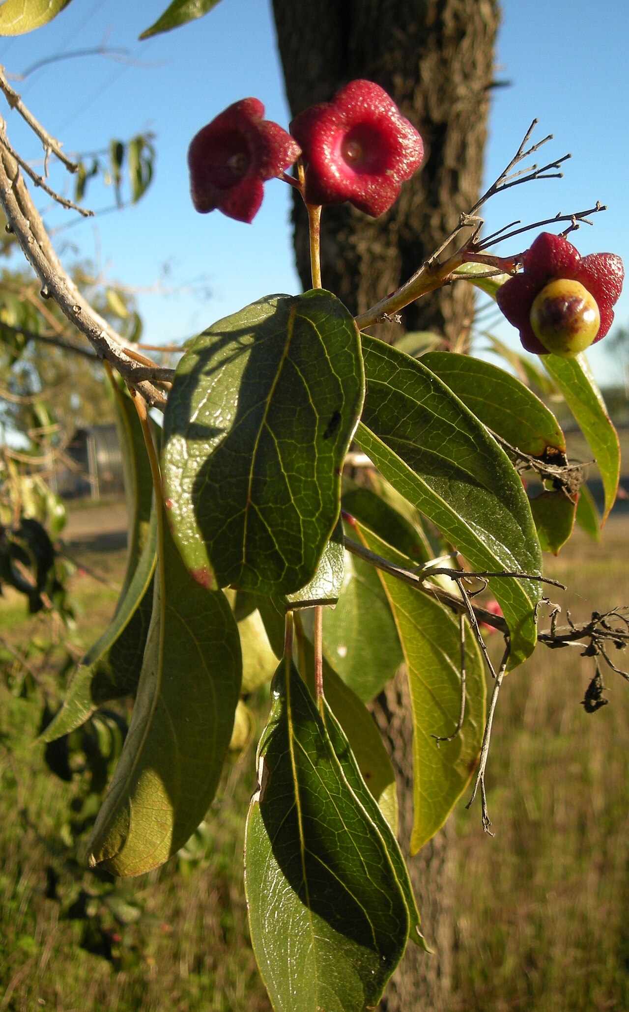 Smooth clerodendrum: Clerodendrum floribundum fruit and foliage, coastal Central Queensland