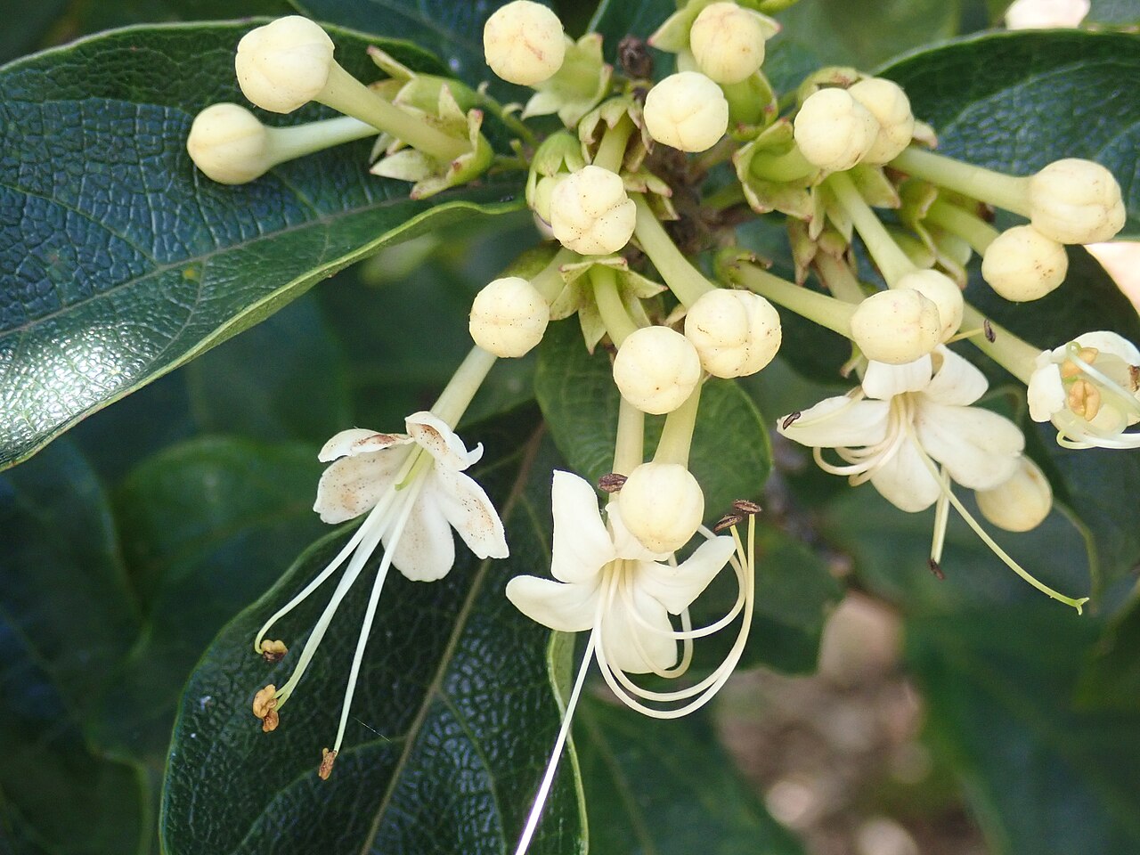 Smooth clerodendrum: Clerodendrum floribundum, Royal Botanic Gardens Sydney, 3 November, 2020