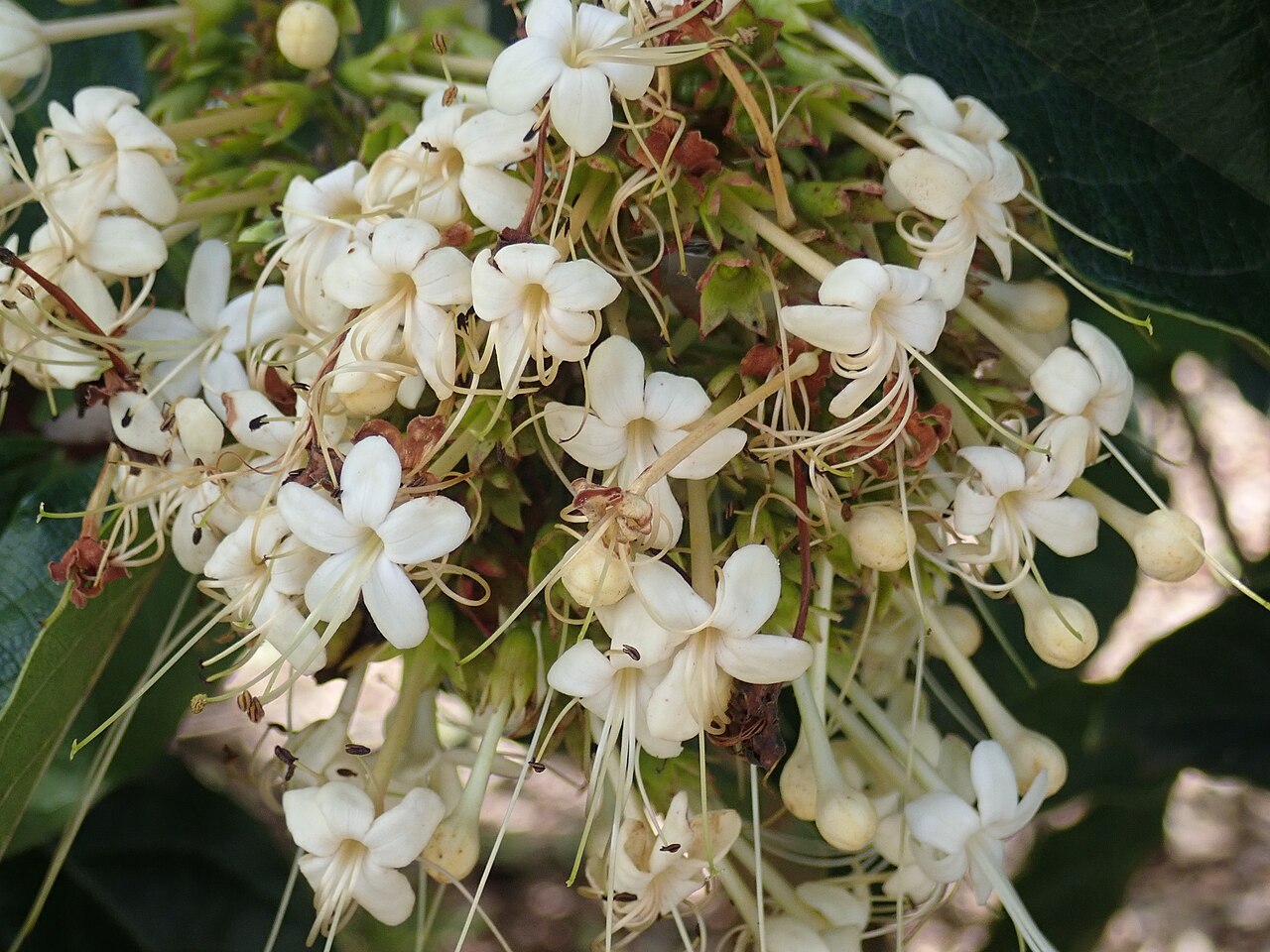 Smooth clerodendrum: Clerodendrum floribundum, Royal Botanic Gardens Sydney, 3 November, 2020