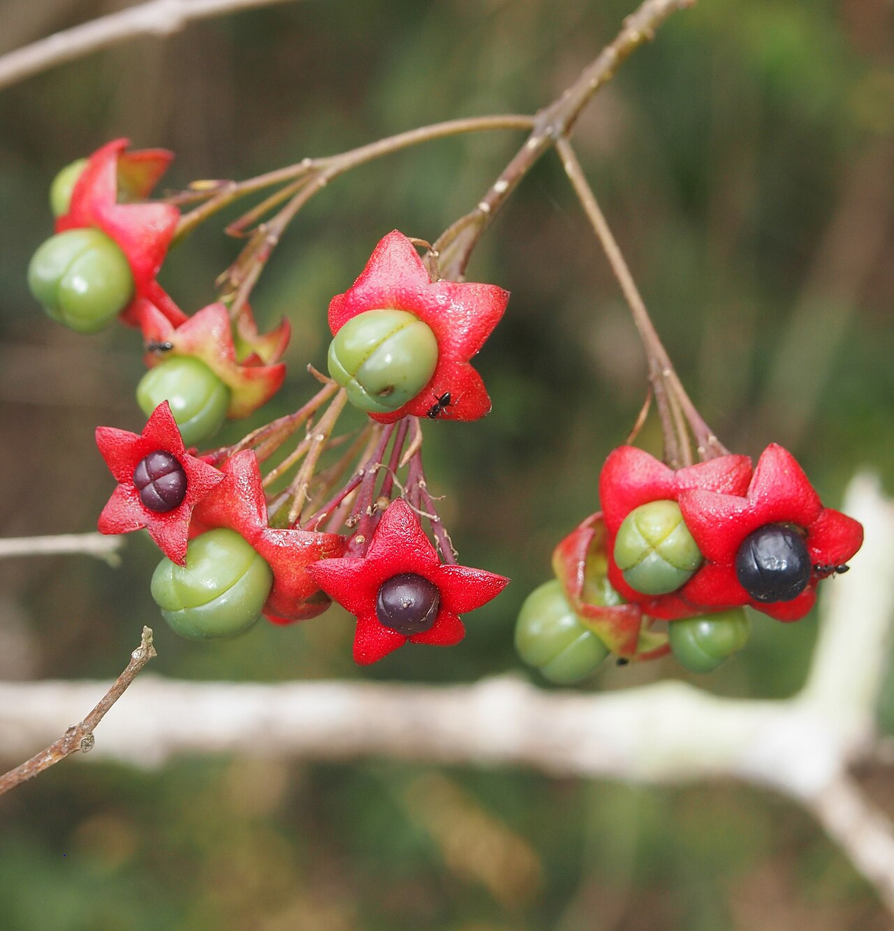 Smooth clerodendrum: Clerodendrum floribundum fruit