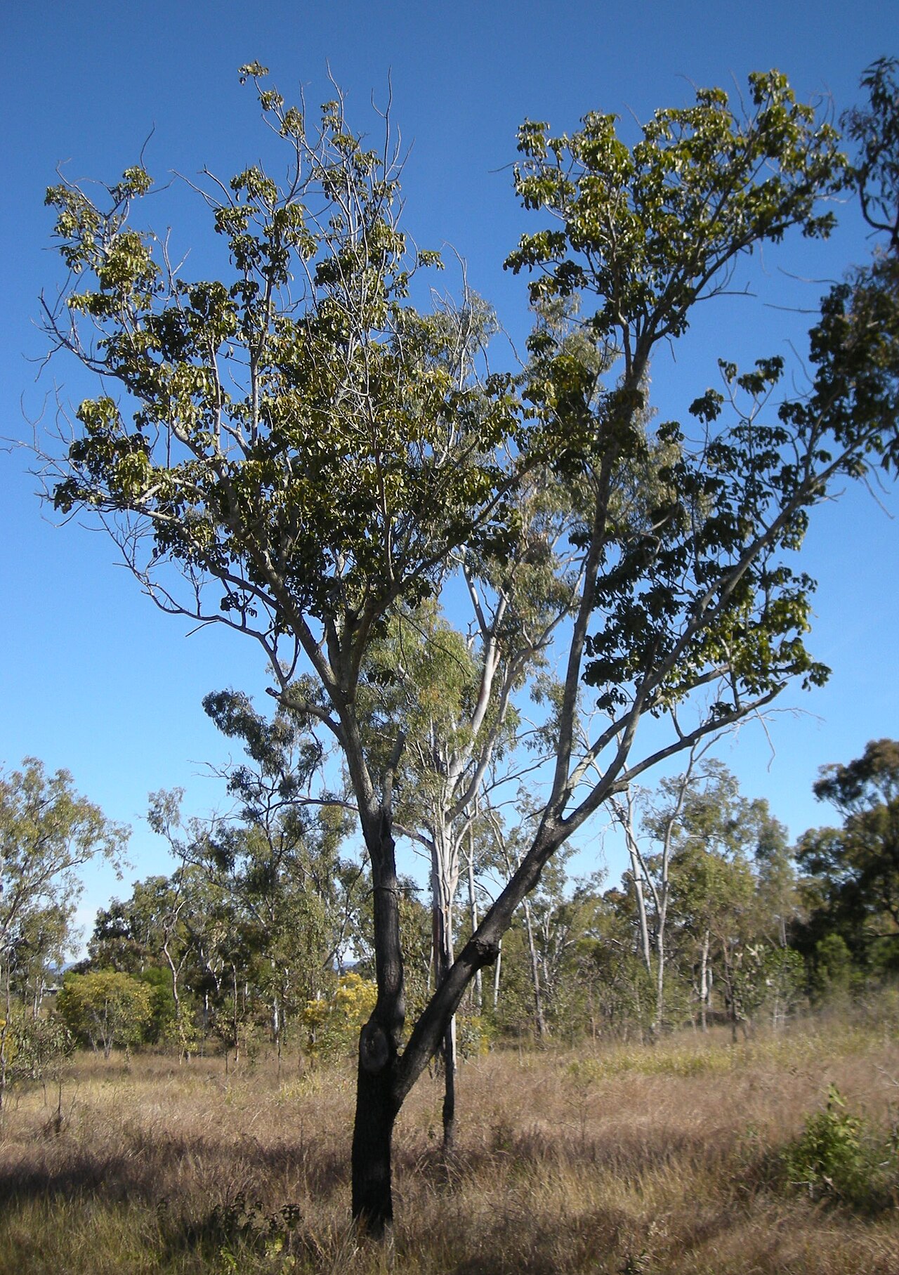 Smooth clerodendrum: Clerodendrum floribundum tree, Mount Archer National Park, Rockhampton