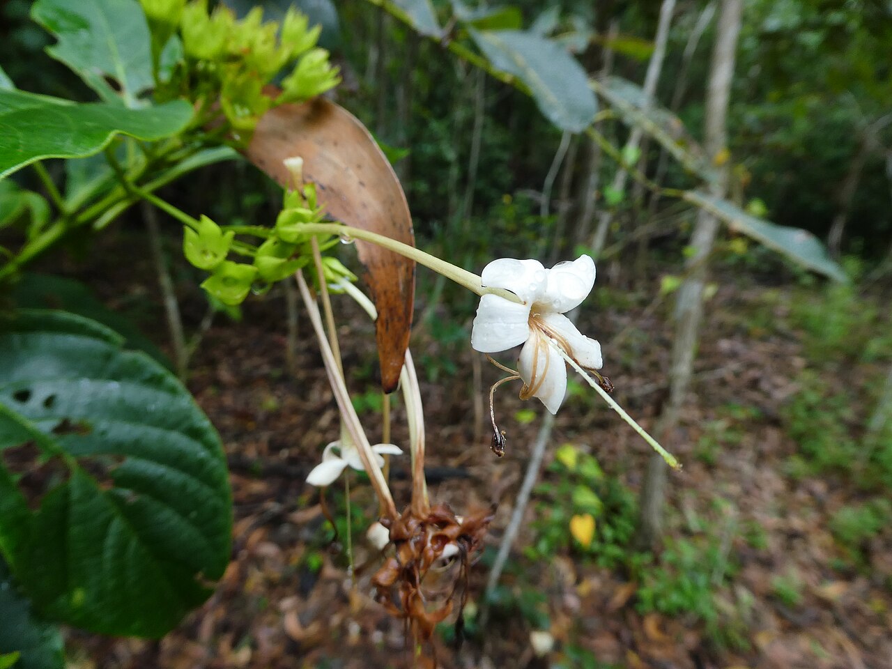 Smooth clerodendrum: Clerodendrum floribundum , the lolly bush, in flower in Cairns , Queensland, July 2024