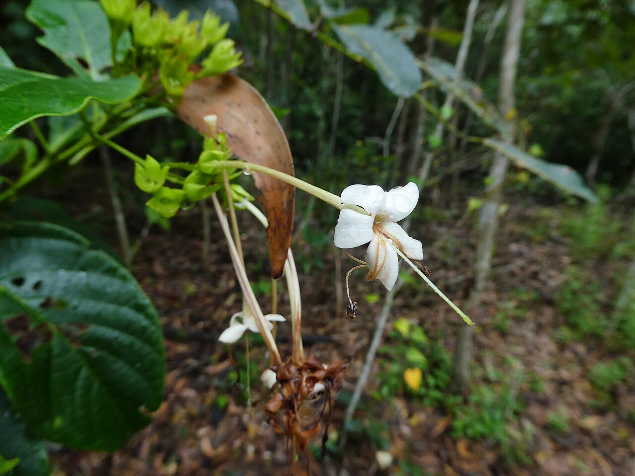 Smooth clerodendrum: Clerodendrum floribundum , the lolly bush, in flower in Cairns , Queensland, July 2024