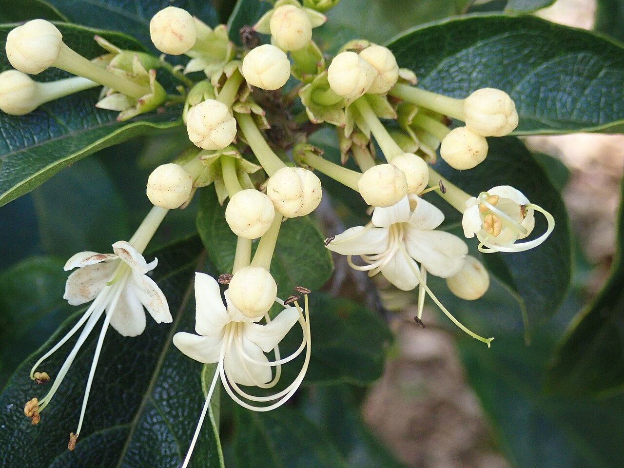 Smooth clerodendrum: Clerodendrum floribundum, Royal Botanic Gardens Sydney, 3 November, 2020