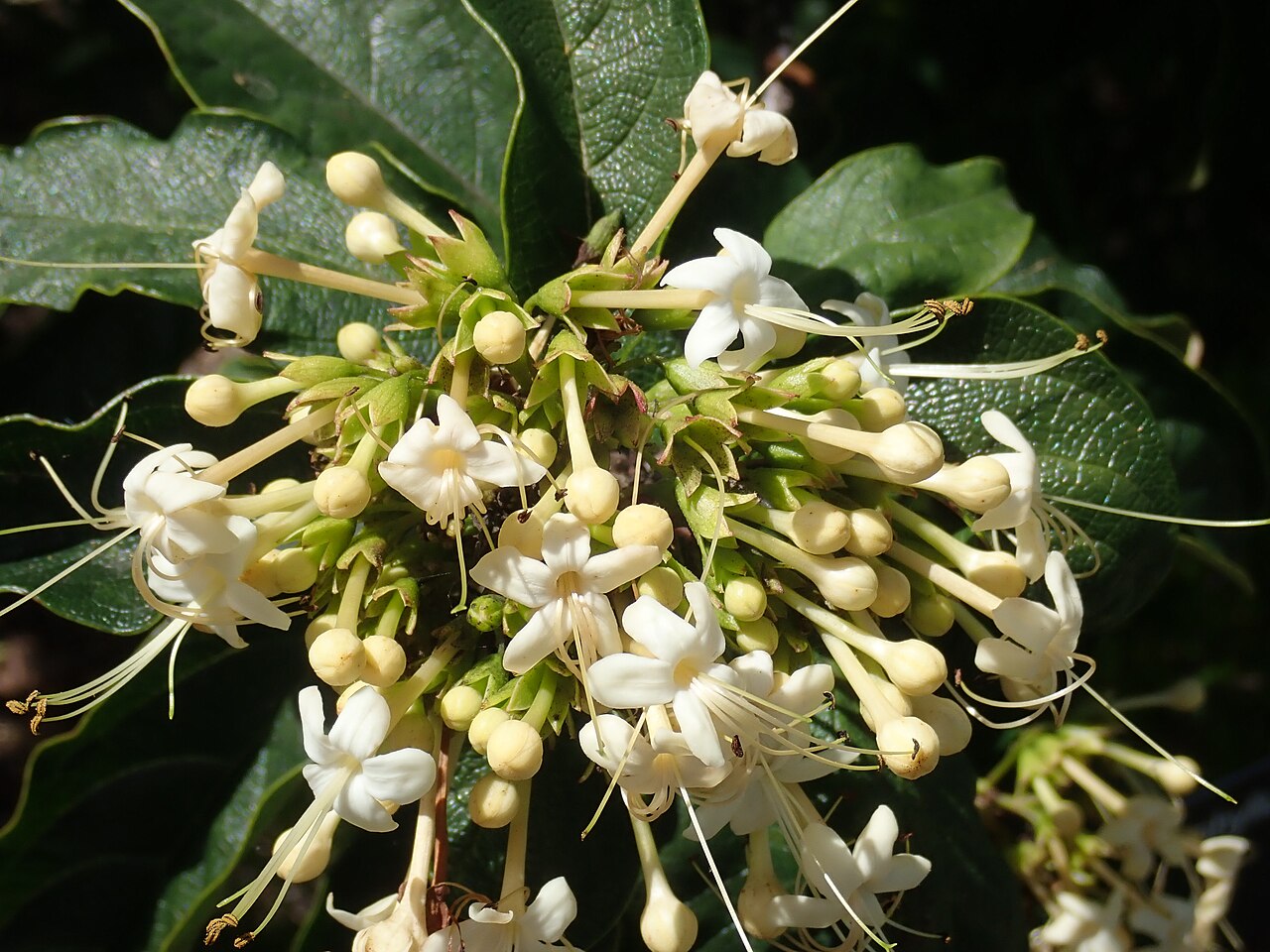 Smooth clerodendrum: Clerodendrum floribundum, Royal Botanic Gardens Sydney, 3 November, 2020