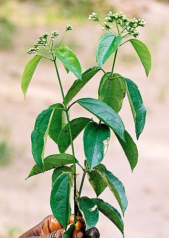 Clerodendrum formicarum: Clerodendrum formicarum, Bas-Congo, DR Congo