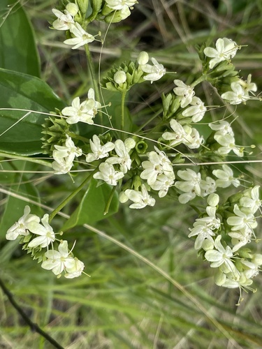 Clerodendrum formicarum (Clerodendrum formicarum)