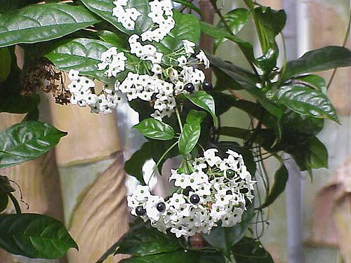 Clerodendrum formicarum: Species : Clerodendron formicarum Family : Verbenaceae Image No. 1