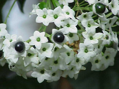 Clerodendrum formicarum: Species : Clerodendron formicarum Family : Verbenaceae Image No. 1