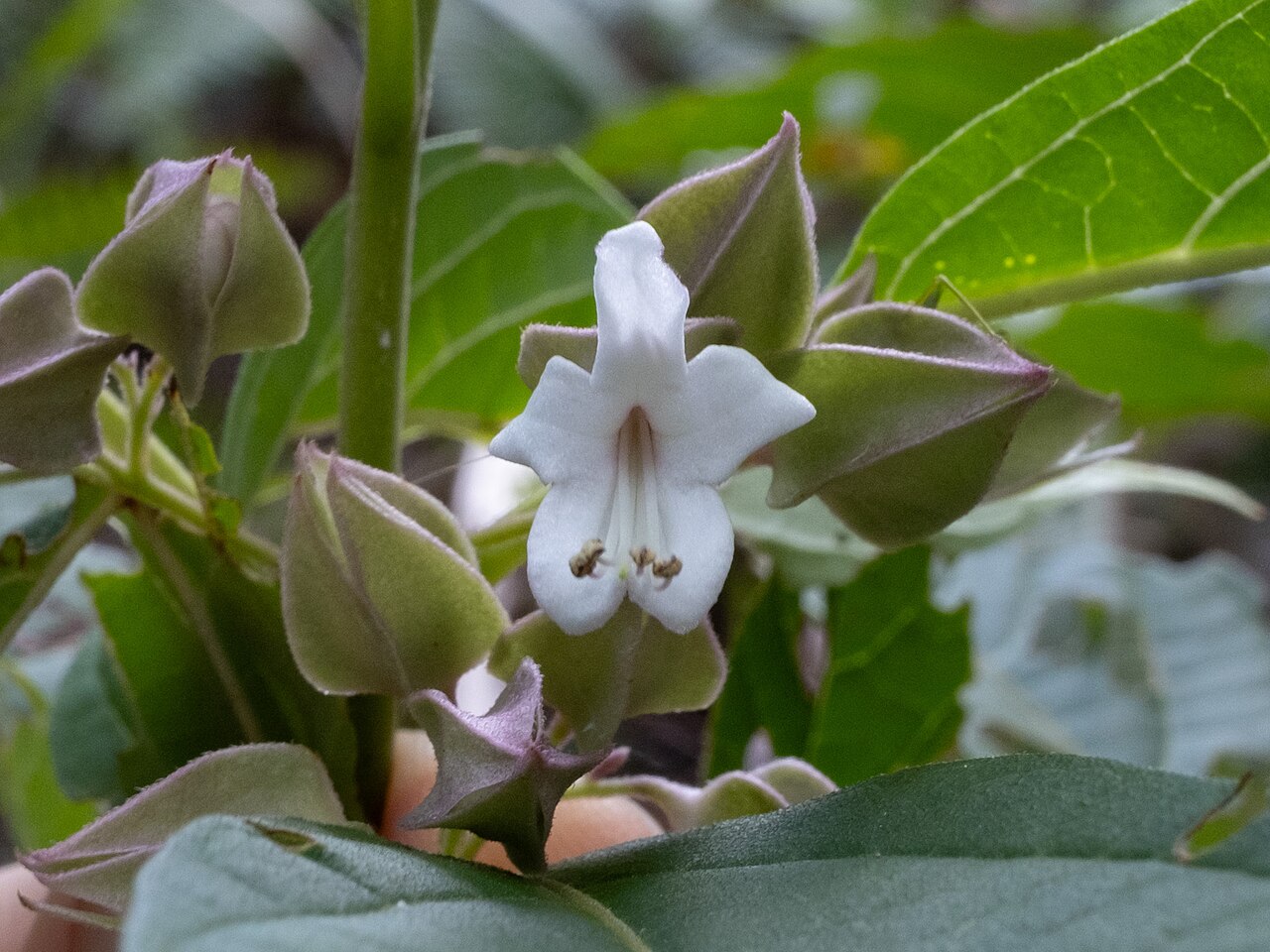 Clerodendrum fortunatum: Clerodendrum fortunatum in the Hong Kong
