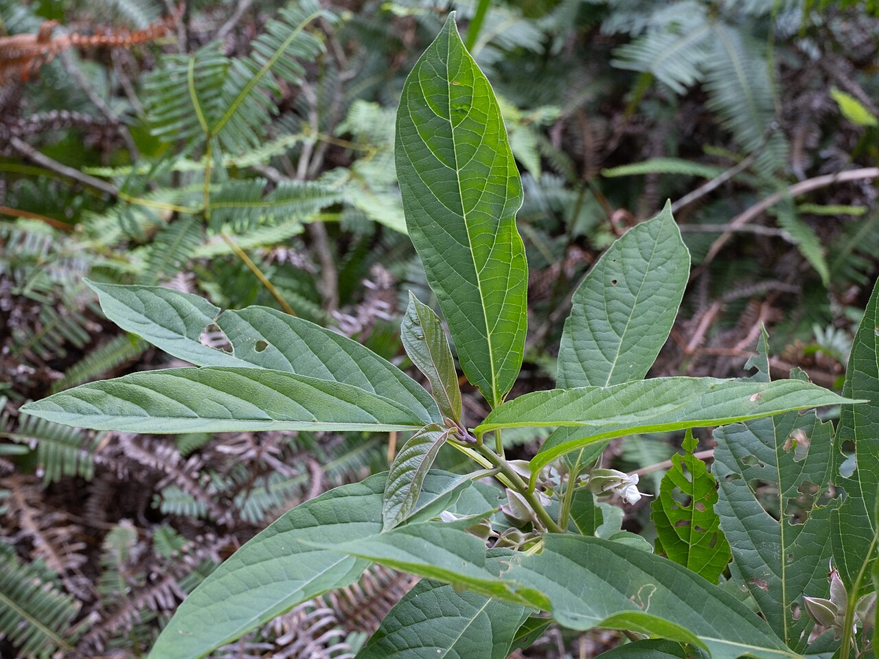 Clerodendrum fortunatum: Clerodendrum fortunatum in the Hong Kong