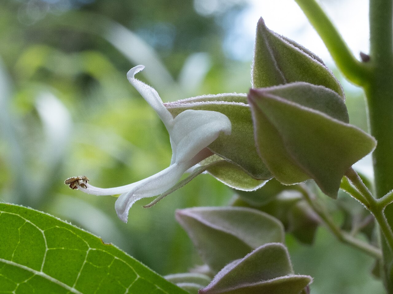 Clerodendrum fortunatum: Clerodendrum fortunatum in the Hong Kong