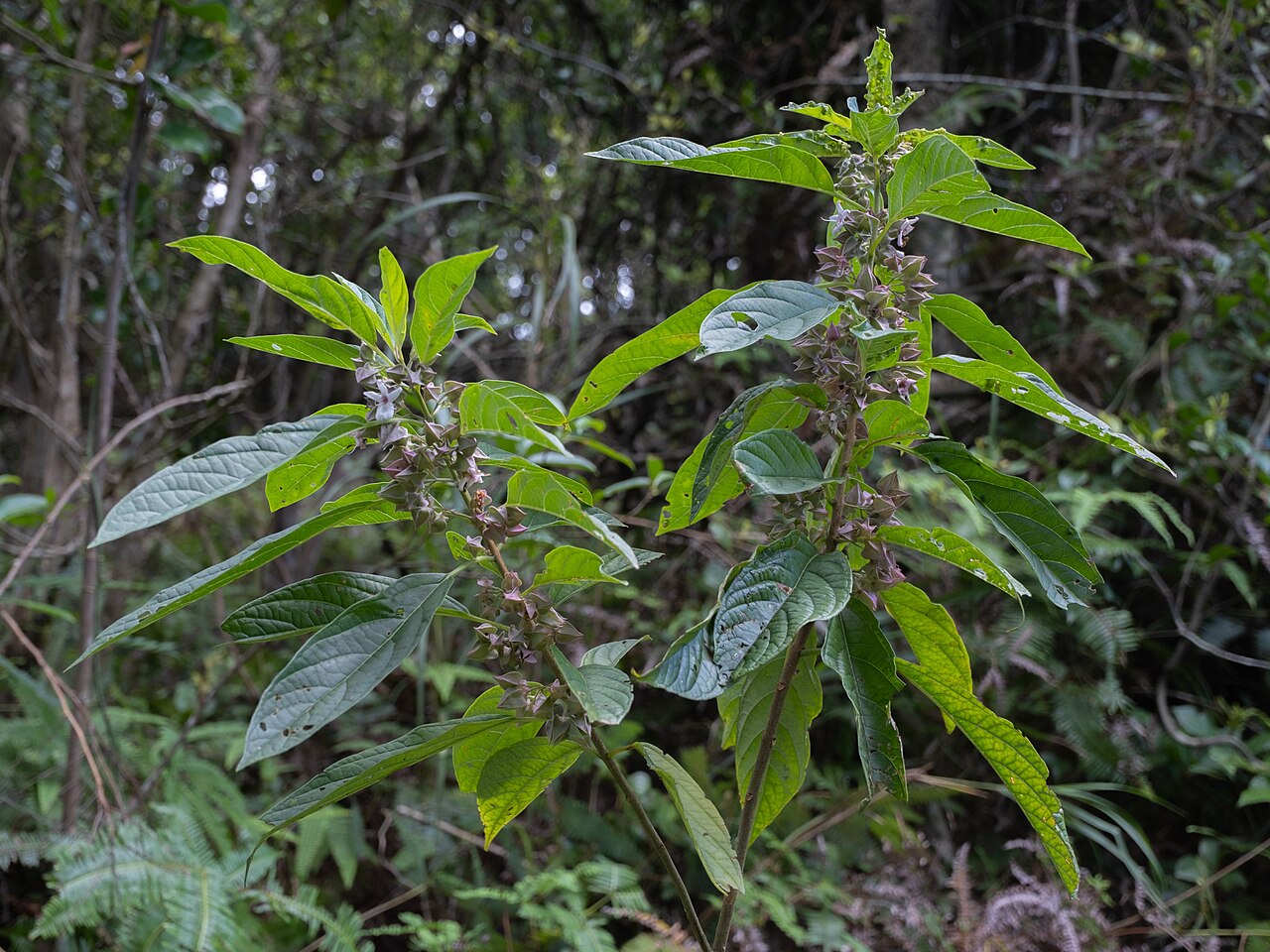 Clerodendrum fortunatum: Clerodendrum fortunatum in the Hong Kong