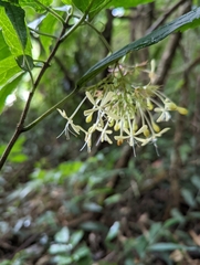 Clerodendrum garrettianum (Clerodendrum garrettianum)