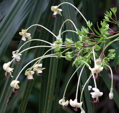 Turk's turbin (Clerodendrum indicum)