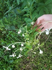 Turk's turbin (Clerodendrum indicum)