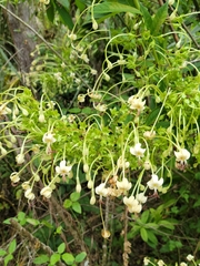 Turk's turbin (Clerodendrum indicum)